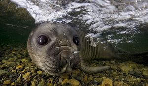 Preview wallpaper fur seal, underwater, swimming, face, stones