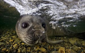 Preview wallpaper fur seal, underwater, swimming, face, stones