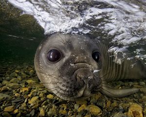 Preview wallpaper fur seal, underwater, swimming, face, stones