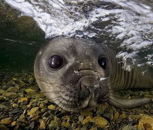 Preview wallpaper fur seal, underwater, swimming, face, stones
