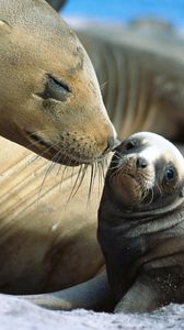 Preview wallpaper fur seals, baby, care, tenderness