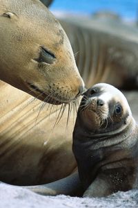 Preview wallpaper fur seals, baby, care, tenderness