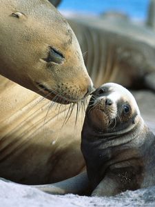 Preview wallpaper fur seals, baby, care, tenderness