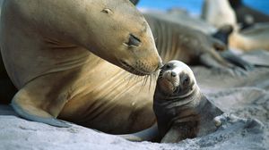 Preview wallpaper fur seals, baby, care, tenderness