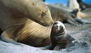 Preview wallpaper fur seals, baby, care, tenderness