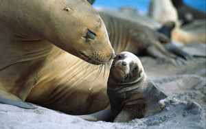 Preview wallpaper fur seals, baby, care, tenderness