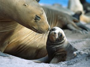 Preview wallpaper fur seals, baby, care, tenderness