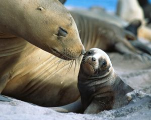 Preview wallpaper fur seals, baby, care, tenderness