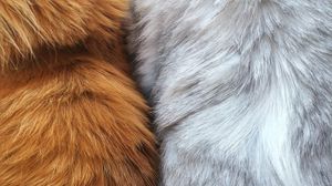 Fur wallpapers hd, desktop backgrounds, images and pictures