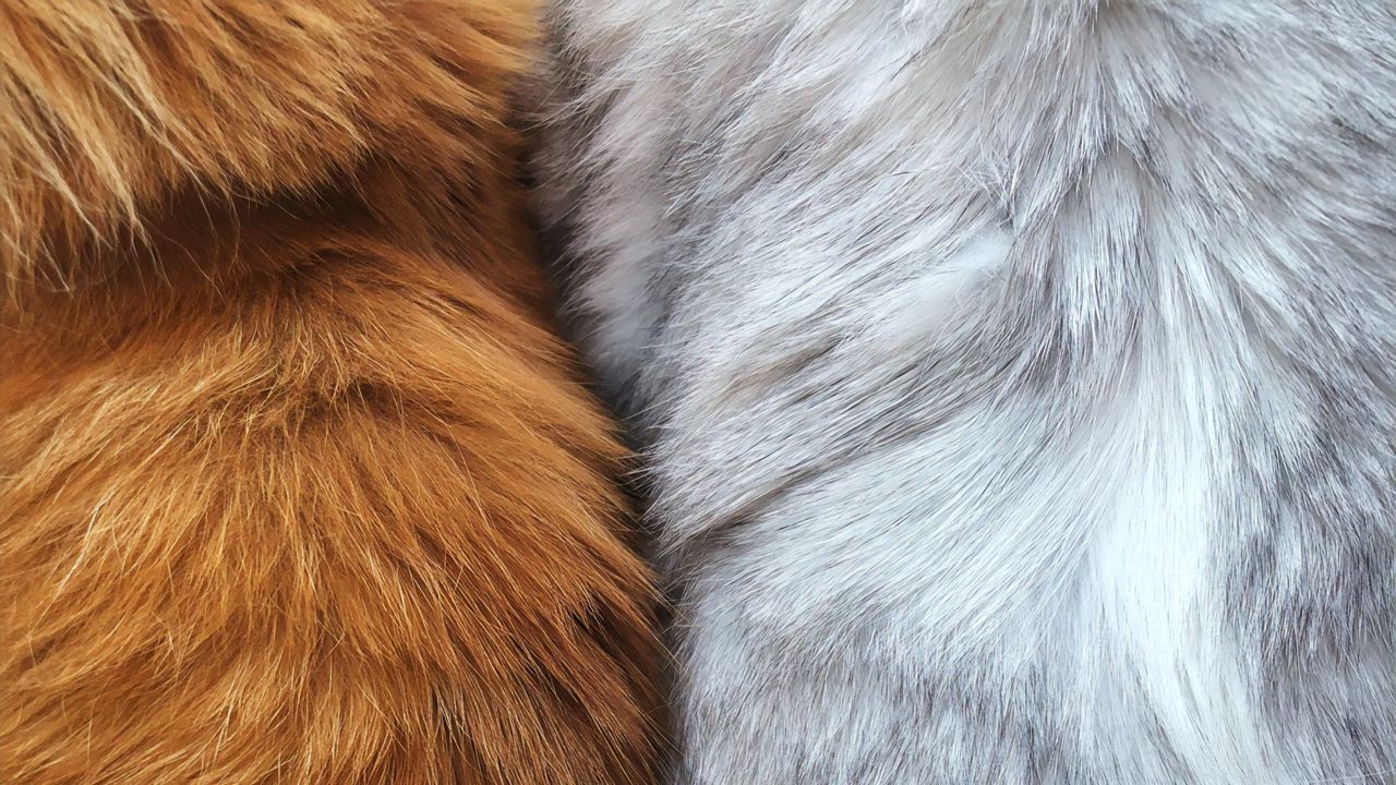 Wallpaper fur, wool, macro, texture