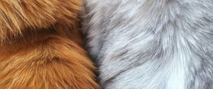 Preview wallpaper fur, wool, macro, texture