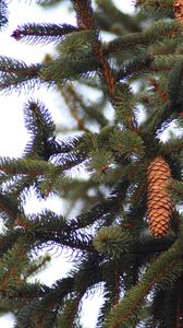 Preview wallpaper fur-tree, branches, cone, tree, prickles, needles