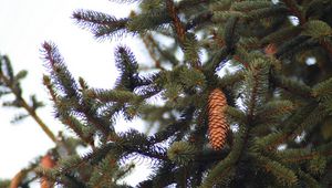 Preview wallpaper fur-tree, branches, cone, tree, prickles, needles