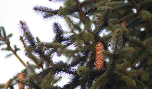 Preview wallpaper fur-tree, branches, cone, tree, prickles, needles