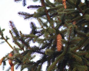 Preview wallpaper fur-tree, branches, cone, tree, prickles, needles