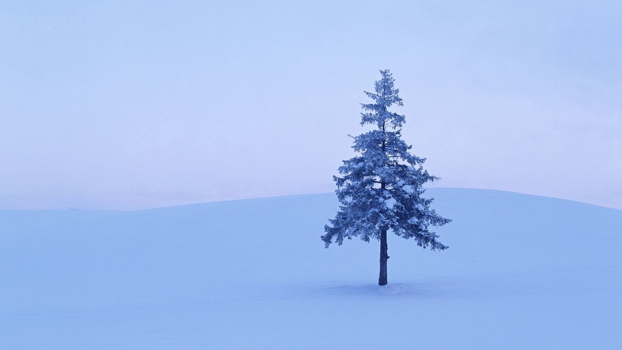 Wallpaper fur-tree, tree, field, snow, winter, hoarfrost