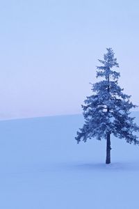 Preview wallpaper fur-tree, tree, field, snow, winter, hoarfrost