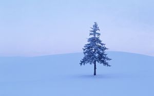 Preview wallpaper fur-tree, tree, field, snow, winter, hoarfrost