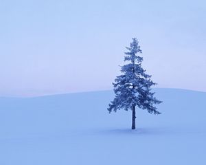 Preview wallpaper fur-tree, tree, field, snow, winter, hoarfrost