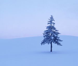 Preview wallpaper fur-tree, tree, field, snow, winter, hoarfrost