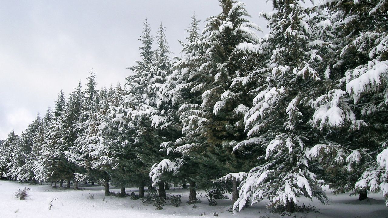 Wallpaper fur-trees, number, snow, winter, trees