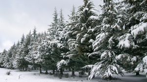 Preview wallpaper fur-trees, number, snow, winter, trees