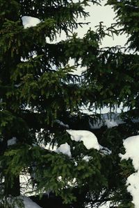 Preview wallpaper fur-trees, snow, branches, green