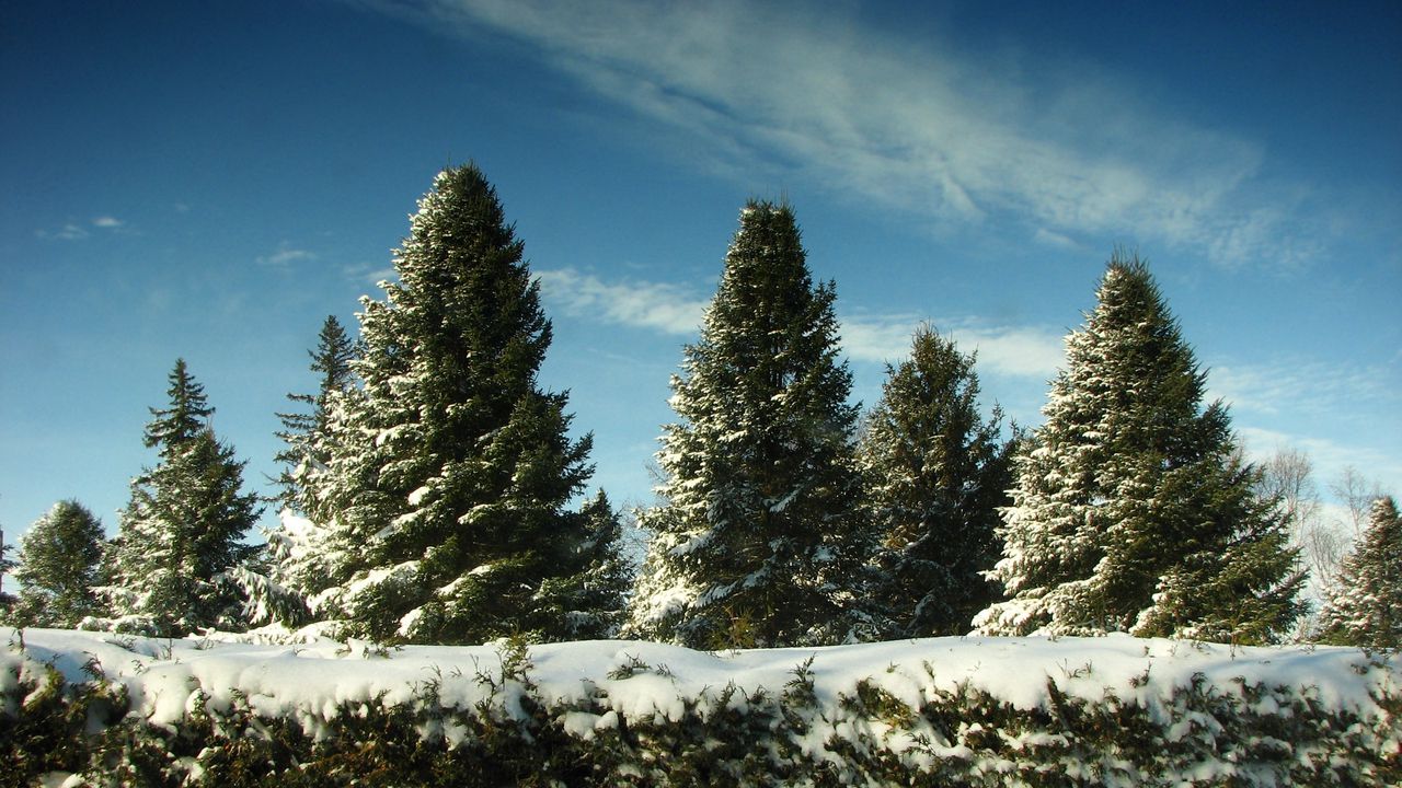 Wallpaper fur-trees, snow, sky