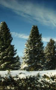 Preview wallpaper fur-trees, snow, sky