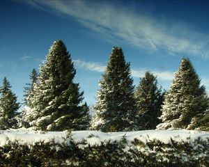 Preview wallpaper fur-trees, snow, sky