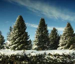 Preview wallpaper fur-trees, snow, sky