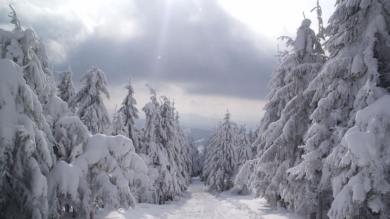 Wallpaper fur-trees, tops, snow, winter