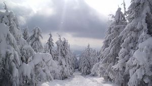 Preview wallpaper fur-trees, tops, snow, winter