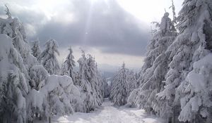 Preview wallpaper fur-trees, tops, snow, winter