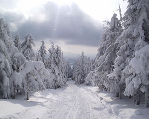 Preview wallpaper fur-trees, tops, snow, winter