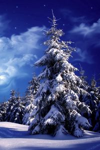 Preview wallpaper fur-trees, trees, clouds, snow, moon, sky, snowdrifts