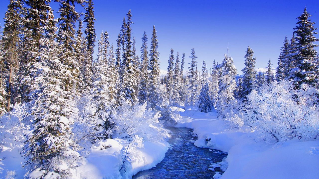 Wallpaper fur-trees, trees, snow, river, snowdrifts, bushes, hoarfrost