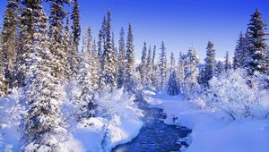 Preview wallpaper fur-trees, trees, snow, river, snowdrifts, bushes, hoarfrost