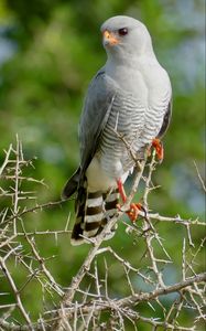 Preview wallpaper gabar goshawk, hawk, bird, wildlife