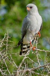 Preview wallpaper gabar goshawk, hawk, bird, wildlife