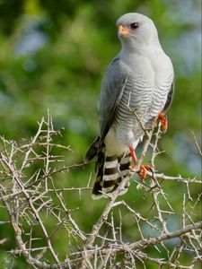 Preview wallpaper gabar goshawk, hawk, bird, wildlife