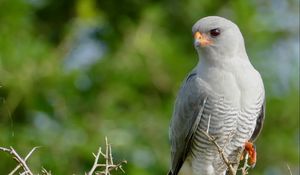 Preview wallpaper gabar goshawk, hawk, bird, wildlife