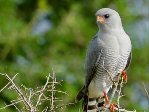 Preview wallpaper gabar goshawk, hawk, bird, wildlife