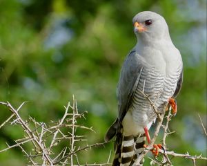 Preview wallpaper gabar goshawk, hawk, bird, wildlife