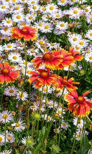 Preview wallpaper gaillardia, daisies, flowers, wildflowers, petals