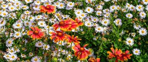 Preview wallpaper gaillardia, daisies, flowers, wildflowers, petals