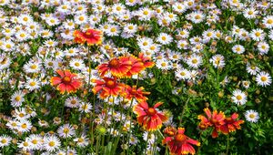 Preview wallpaper gaillardia, daisies, flowers, wildflowers, petals