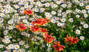 Preview wallpaper gaillardia, daisies, flowers, wildflowers, petals