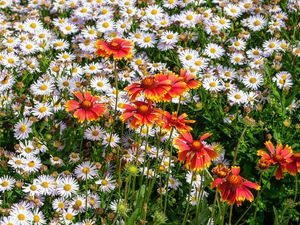 Preview wallpaper gaillardia, daisies, flowers, wildflowers, petals