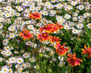 Preview wallpaper gaillardia, daisies, flowers, wildflowers, petals